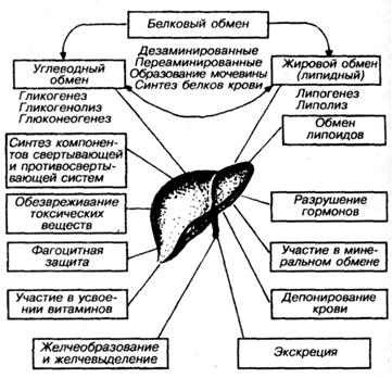 Состав печеночной и пузырной желчи - student2.ru