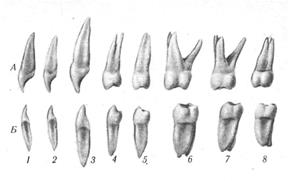 Сроки прорезывания молочных и постоянных зубов - student2.ru