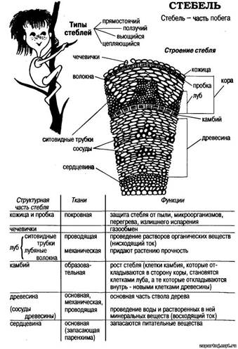 Стебель. Строение. Функции. Строение стебля - student2.ru