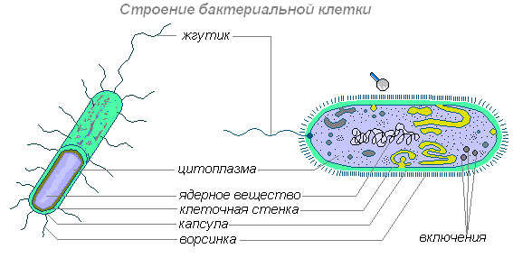 Стебель. Строение. Функции. Строение стебля - student2.ru