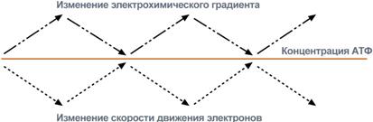 Строение дыхательной цепи и механизм окислительного фосфорилирования - student2.ru