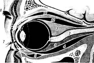 строение глазного яблока - student2.ru