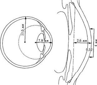 строение глазного яблока - student2.ru