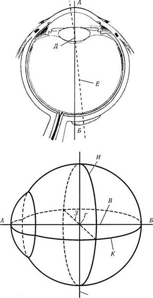 строение глазного яблока - student2.ru