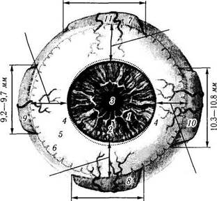строение глазного яблока - student2.ru