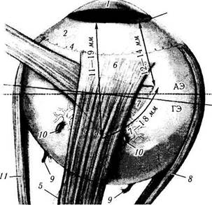 строение глазного яблока - student2.ru