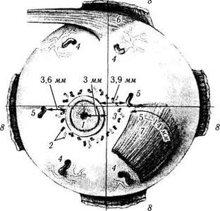 строение глазного яблока - student2.ru