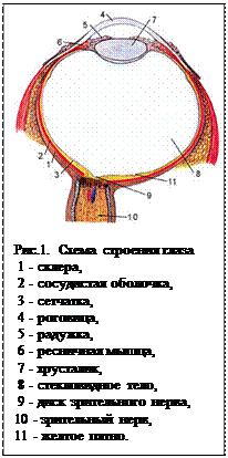 Строение и функции органа зрения. Движение глаз, их значение для распознавания зрительных образов - student2.ru