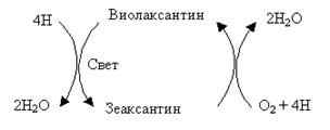 Строение изопрена и каротиноидов. Основные типы каротиноидов. Роль каротиноидов в фотосинтезе. - student2.ru