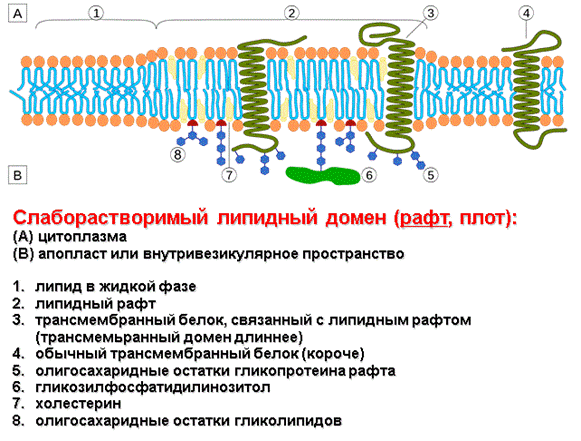 Строение мембран растительной клетки. Функциональная роль липидных рафтов. - student2.ru