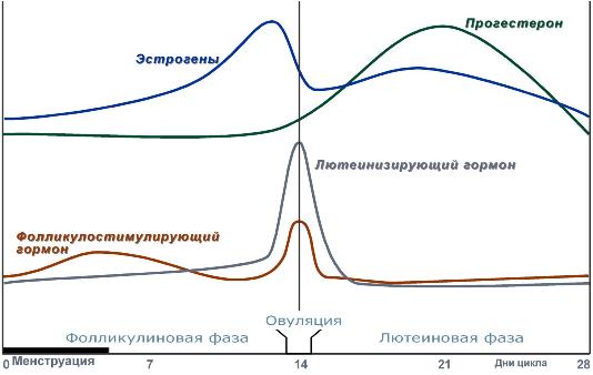 Строение женских половых гормонов - student2.ru