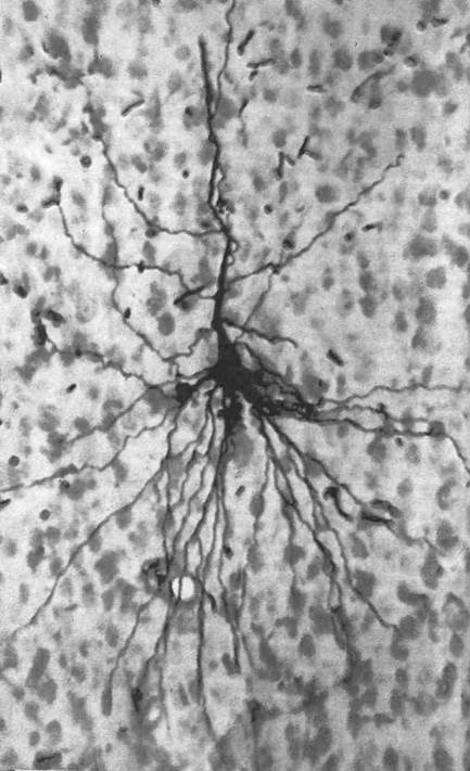 Структура нервной клетки - student2.ru