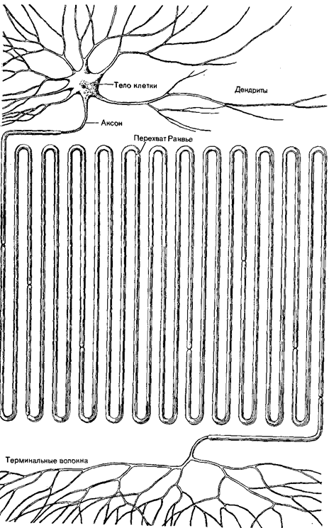Структура нервной клетки - student2.ru
