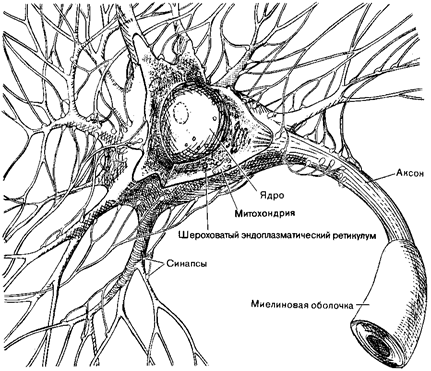 Структура нервной клетки - student2.ru