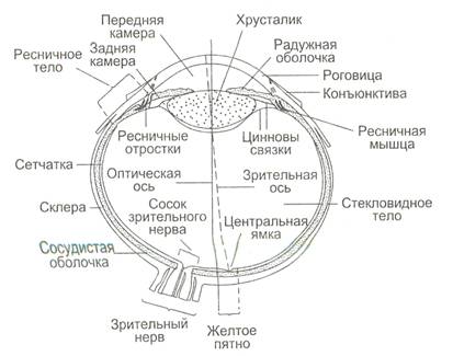 Структурно-функциональная характеристика зрительной сенсорной системы - student2.ru