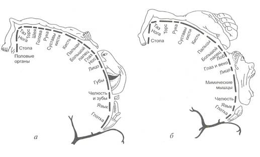 Структурные основы локализации функций в коре большого мозга - student2.ru