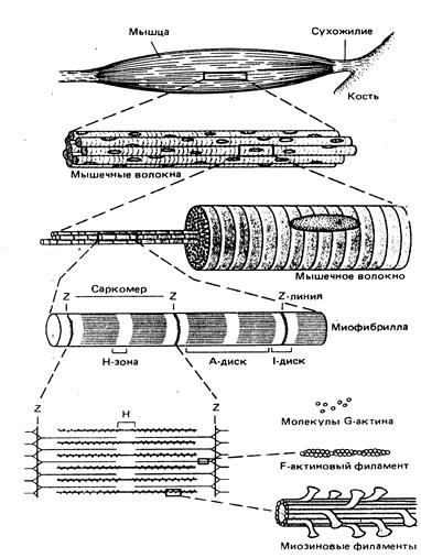 Структурные основы сокращения. Поперечнополосатые мышцы - student2.ru