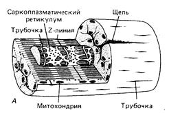 Структурные основы сокращения. Поперечнополосатые мышцы - student2.ru