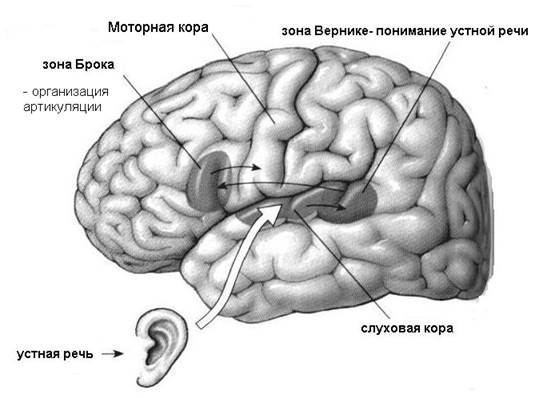 Структуры коры, с которыми связана речь. - student2.ru