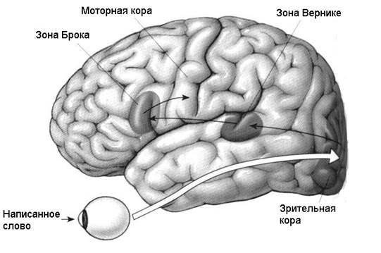 Структуры коры, с которыми связана речь. - student2.ru