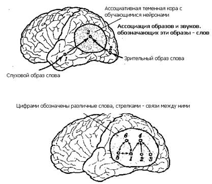Структуры коры, с которыми связана речь. - student2.ru