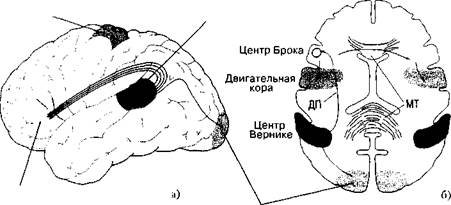 структуры о -функциональная организация памяти - student2.ru