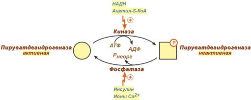 Суммарное уравнение окисления пировиноградной кислоты - student2.ru