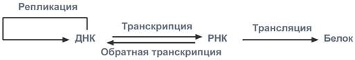 Существуют три процесса молекулярной биологии - student2.ru