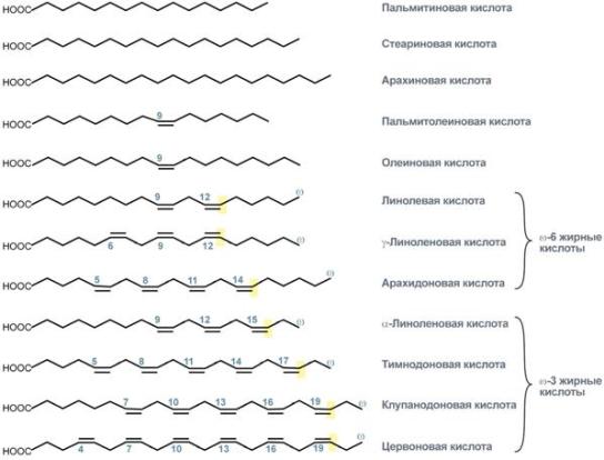 свойства и функции липидов зависят от жирных кислот - student2.ru