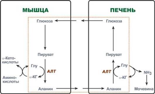 Связанный аммиак переносится в печень и почки - student2.ru