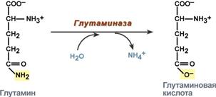 Связанный аммиак переносится в печень и почки - student2.ru