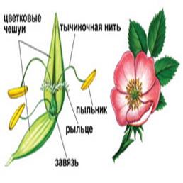 Таксономические единицы (категории) растений - student2.ru