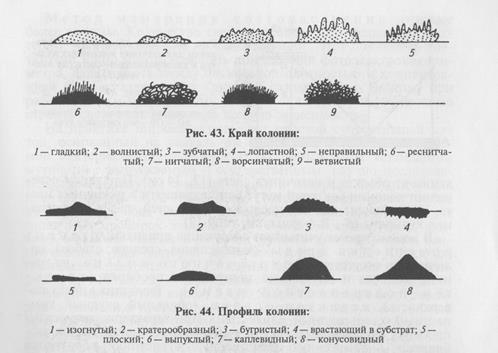 техника посева, методы выделения чистых культур и культуральные свойства микроорганизмов. определение количества бактерий - student2.ru