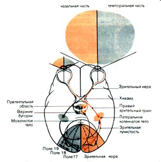 Тема 14. ФИЗИОЛОГИЯ ЗРИТЕЛЬНОЙ СИСТЕМЫ. - student2.ru