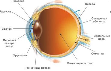 Тема 14. ФИЗИОЛОГИЯ ЗРИТЕЛЬНОЙ СИСТЕМЫ. - student2.ru