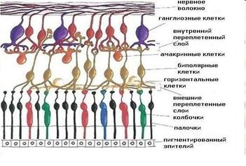 Тема 14. ФИЗИОЛОГИЯ ЗРИТЕЛЬНОЙ СИСТЕМЫ. - student2.ru