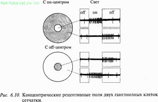 Тема 14. ФИЗИОЛОГИЯ ЗРИТЕЛЬНОЙ СИСТЕМЫ. - student2.ru