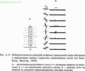 Тема 14. ФИЗИОЛОГИЯ ЗРИТЕЛЬНОЙ СИСТЕМЫ. - student2.ru