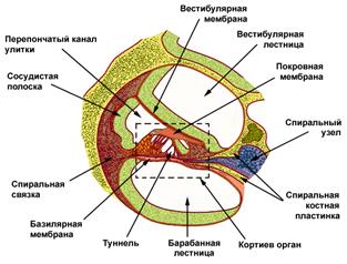 Тема 15. ФИЗИОЛОГИЯ СЛУХОВОЙ СИСТЕМЫ. - student2.ru