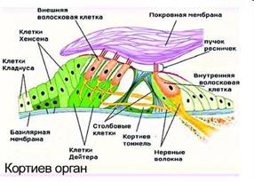 Тема 15. ФИЗИОЛОГИЯ СЛУХОВОЙ СИСТЕМЫ. - student2.ru