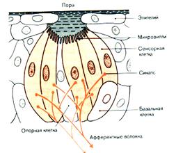 Тема 17. ФИЗИОЛОГИЯ ВКУСОВОЙ СИСТЕМЫ. - student2.ru