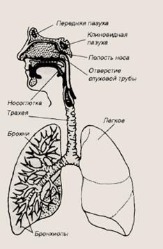 Тема 4.2.1 Анатомо-физиологические особенности органов дыхания. Болезни органов дыхания детей. - student2.ru