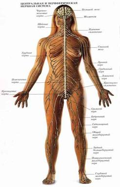 ТЕМА. 5.1.«Строения и функции нервной системы». - student2.ru