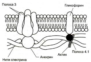 Тема: Биохимия крови 2 - student2.ru