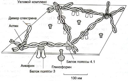 Тема: Биохимия крови 2 - student2.ru