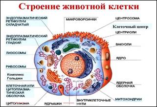 Тема: сравнение строения клеток растений, животных, грибов. - student2.ru