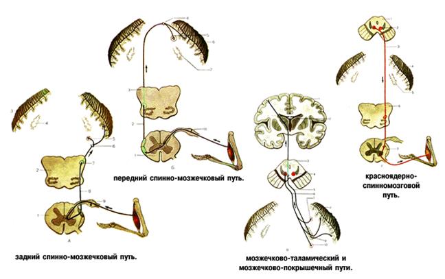 ТЕСТЫ ДЛЯ САМОКОНТРОЛЯ. Укажите безусловный рефлекс, нервный центр которого находится в среднем мозге - student2.ru