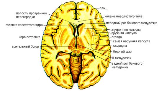 ТЕСТЫ ДЛЯ САМОКОНТРОЛЯ. Укажите безусловный рефлекс, нервный центр которого находится в среднем мозге - student2.ru