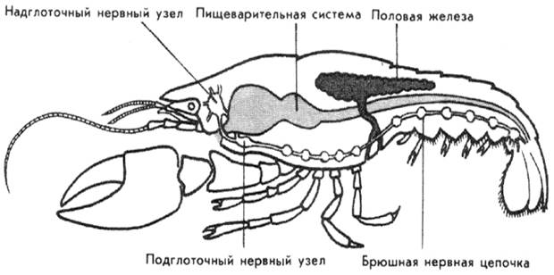 Тип Членистоногие - Arthropoda - student2.ru