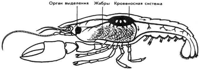 Тип Членистоногие - Arthropoda - student2.ru